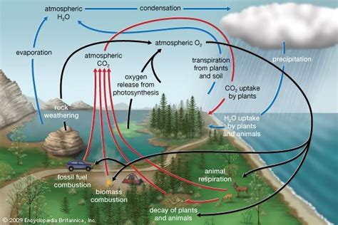 Oxygen cycle | ecology | Britannica.com