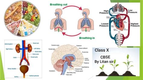 LIfe process, class 10 CBSE - YouTube