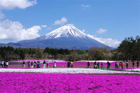 Fuji Shibazakura Festival Lets You Enter A Pink Dream World » Zooming Japan