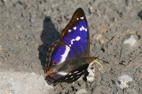 Purple Colored Butterflies ~|~ Butterfly Colors