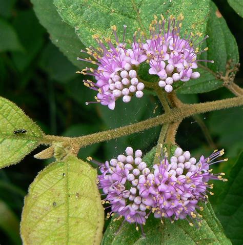 Australian Verbenaceae