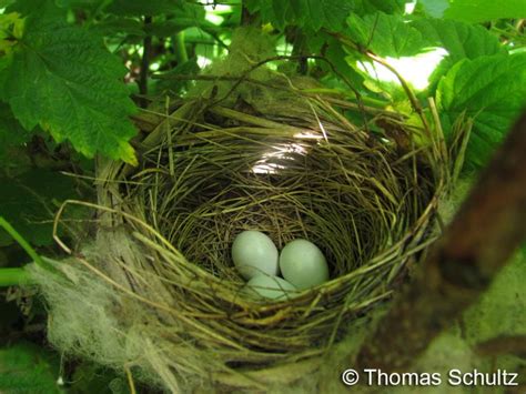 Atlas Photo Gallery - Indigo Bunting - Wisconsin Society for Ornithology