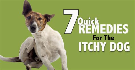 Home Remedies For Itchy Dogs