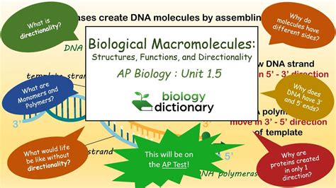 Biological Macromolecules: Structures, Functions, and Directionality ...