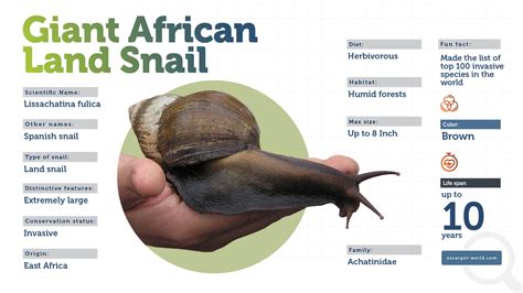 Giant African Land Snail - A Most Wanted Fierce Snail