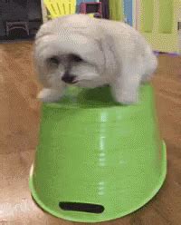 Dog Shake GIF - Dog Shake Nervous - Discover & Share GIFs