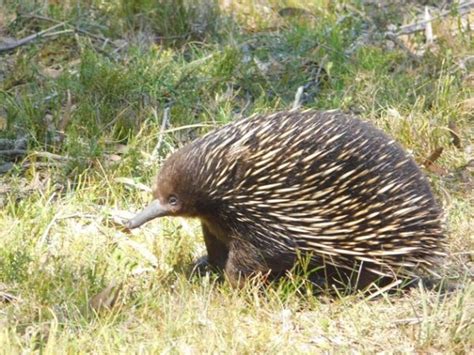 Echidna-egg laying mammal-500th post! - 10,000 Birds