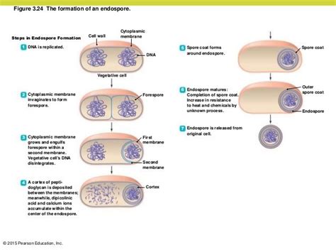 Endospore Formation | Microbiology, Education, Nurse