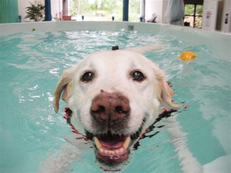 Canine Hydrotherapy | Animal Wellness Guide