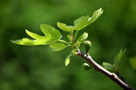 How to prune a fig tree – everything you need to know | Homes & Gardens