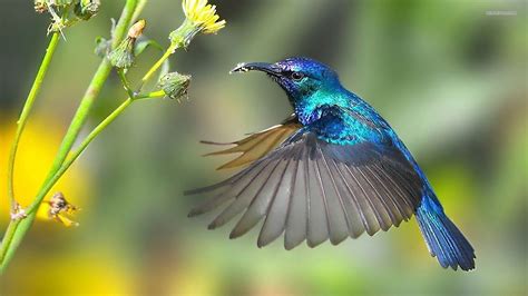 Colibri significado espiritual, Colibrí fotos, Fotos de aves