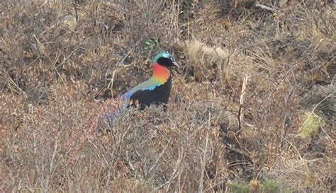 103 Nepal's national bird, the Danphe Pheasant | Colin Macdonald | Flickr