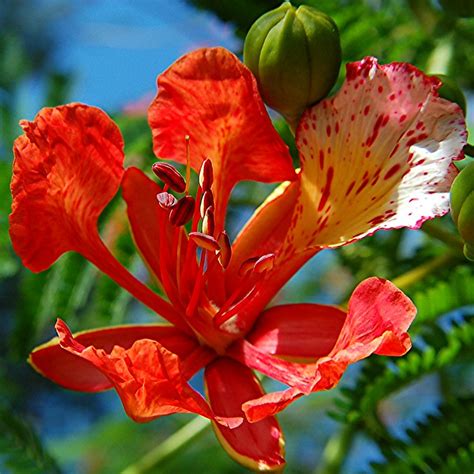 Royal Poinciana flowers, its buds and fern-like leaves | Flickr - Photo ...