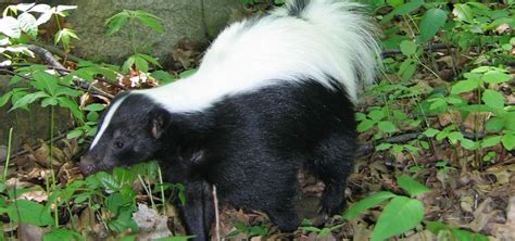 Skunks | Nature | PBS