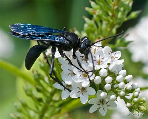 "blue winged wasp (scolia dubia)" by jude walton | Redbubble