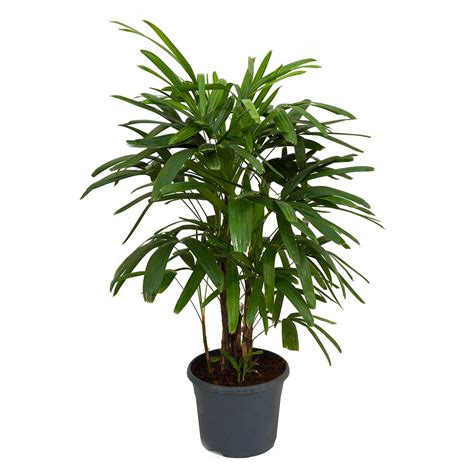 Indoor Palms - Areca Kentia Parlour Pony Tail Palms | Hortology.co.uk