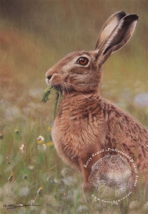 EUROPEAN HARE giclee limited edition print - Kerry Newell