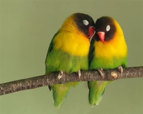 Waleed Wallpapers: Love Birds