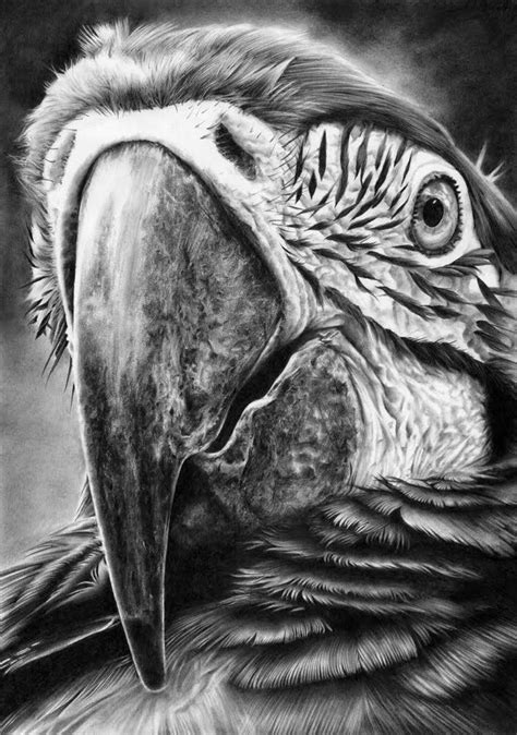 Hyper-Realistic Wildlife Parrot Drawing