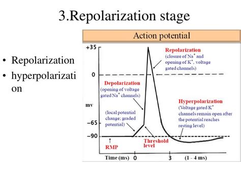 PPT - Membrane potential PowerPoint Presentation - ID:3363450