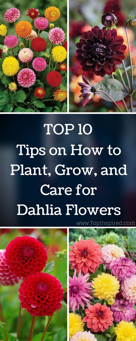 Top 10 Tips on How to Plant, Grow, and Care for Dahlia Flowers | Dahlia ...