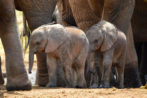 Rare twin elephants calves born at Addo