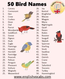 50 Bird Name List - English Vocabs