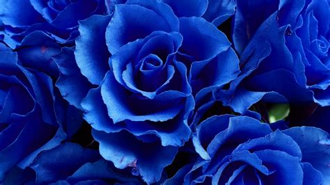 Closeup View Of Bunch Of Blue Rose Flowers HD Blue Aesthetic Wallpapers ...