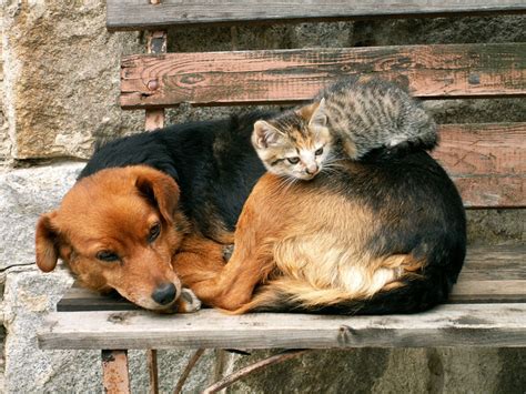 Companion Animal Psychology: Cats and Dogs