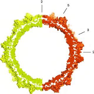 Overall capsid structure comparison. The solvent-accessible surface of ...