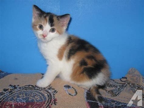 American Shorthair calico female kitten | American shorthair cat ...