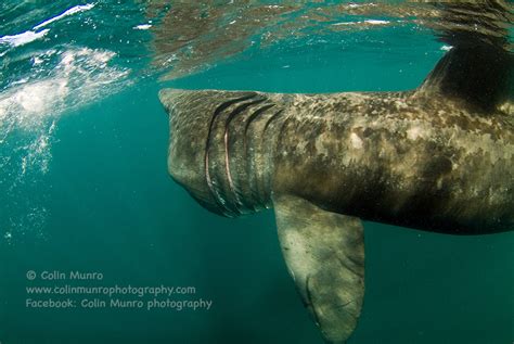 colinmunrophotography.com/blog – The basking shark