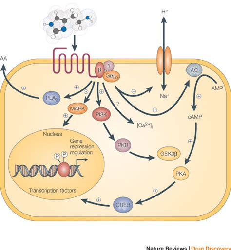 GPCR | Learn Science at Scitable