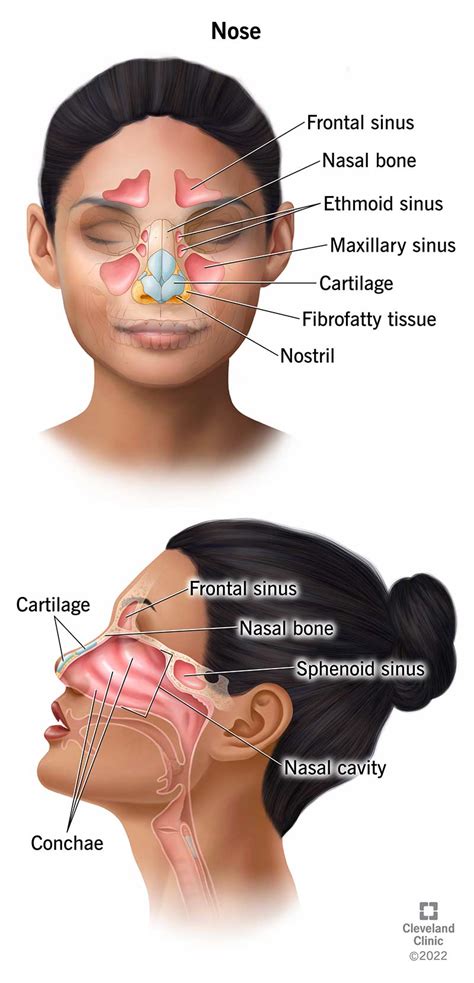 Nose And Nasal Cavity: Anatomy Concise Medical Knowledge | atelier-yuwa ...