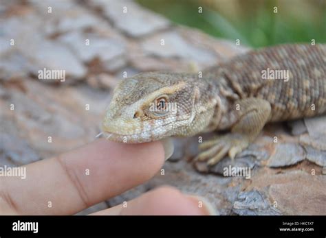 Savannah monitor lizard hi-res stock photography and images - Alamy