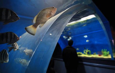 Greater Cleveland Aquarium awes first visitors | cleveland.com