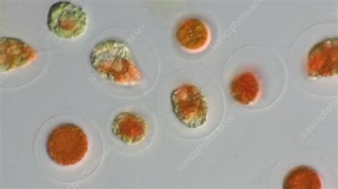 Haematococcus pluvialis algae - Stock Video Clip - K006/9433 - Science ...