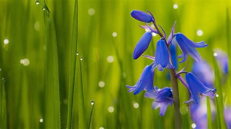 HD wallpaper: Bluebells Dark Blue Flowers Bells Green Grass Bluebell ...