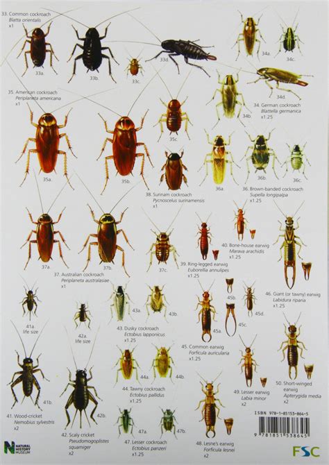 Common House Bugs Identification