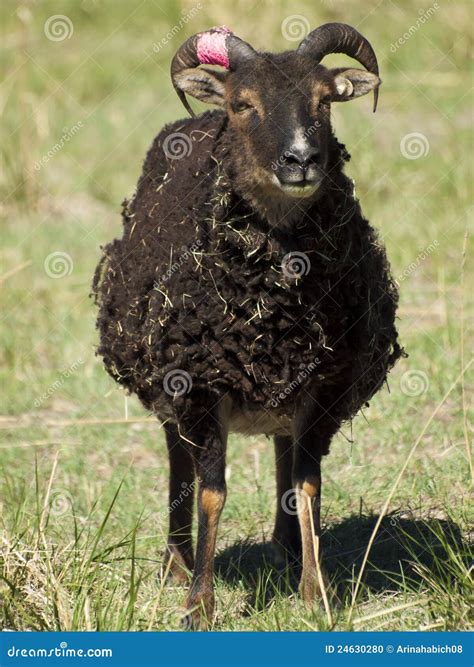 Soay Sheep stock photo. Image of farm, animal, pasture - 24630280