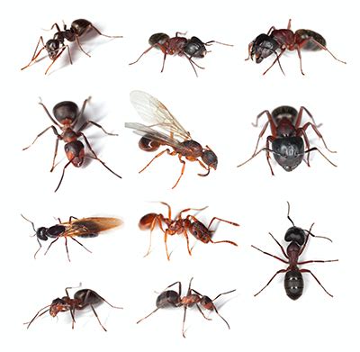 Carpenter Ant Cycle - Identification, Nesting, Growth, Reproduction ...