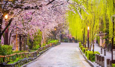 Kyoto Cherry Blossoms: Your Top 15 Sakura Spots | Japan Cheapo