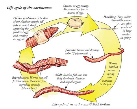 Pinworm Life Cycle