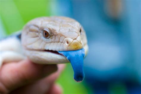 Blue Tongue Skink Diet | Keeping Exotic Pets