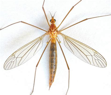 Bug Wild- Mosquito Eaters | Mountain Valley Living