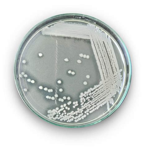 Bacillus coagulans - JBMbio