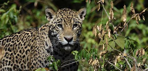 Brazil Birding Tour with FIELD GUIDES: Jaguar Spotting & Pantanal