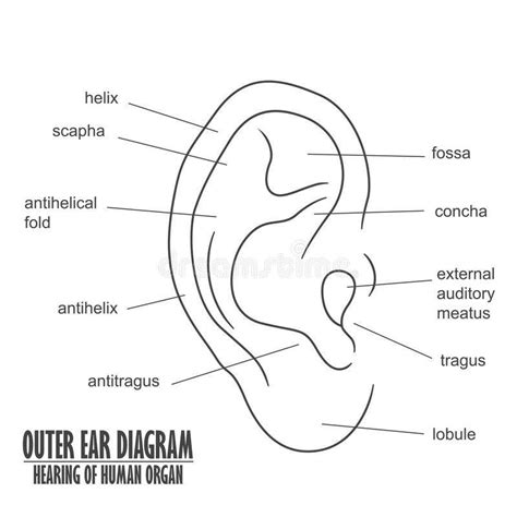 Blank Diagram Of Ear