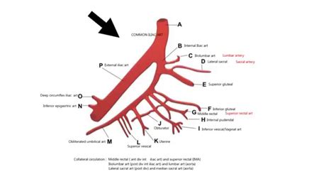 INTERNAL ILIAC ARTERY AND ITS BRANCHES - YouTube