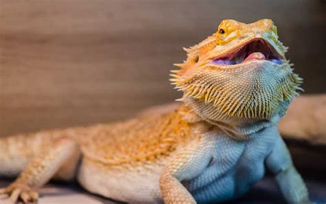 Bearded Dragon Behavior & Characteristics - Bearded Dragon Care